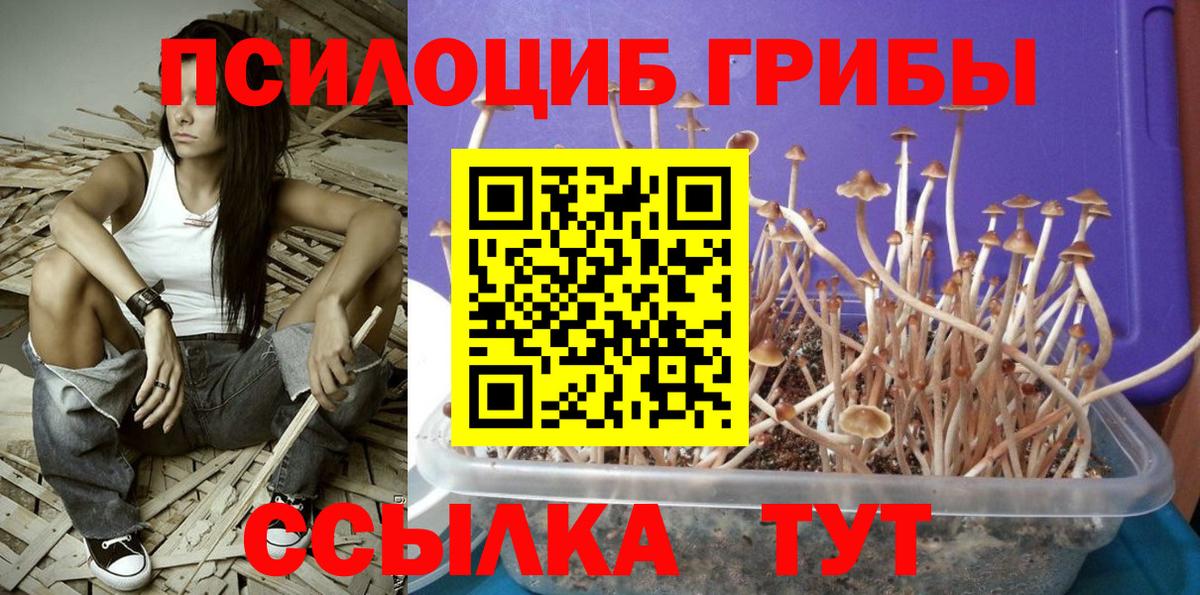 Новодвинск  закладки  Вход с VPN  Галлюциногенные грибы ЛСД  Галлюциногенные грибы прущие грибы 